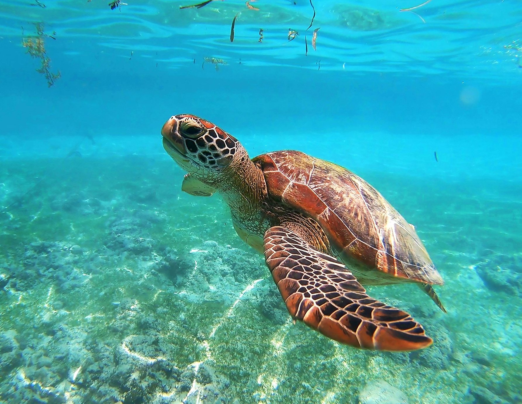 Turtle Conservation Project in Lombok | IVHQ